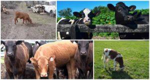 Perché i vitelli a volte mangiano terra e cosa fare