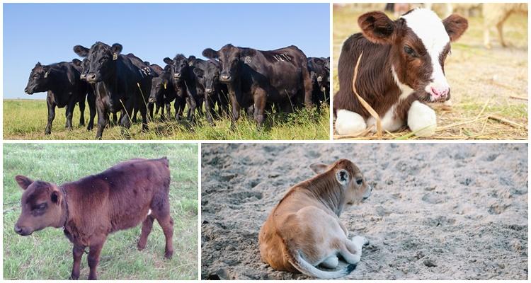why do calves eat earth