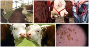 The causative agent and symptoms of eimeriosis in cattle, treatment and prevention