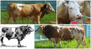 Sychevsk cinsi ineklerin tanımı ve özellikleri, bakım kuralları