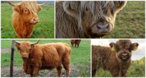 Descripción de las 7 mejores razas enanas de mini vacas y su popularidad en Rusia.