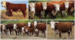 Mô tả và đặc điểm của 12 giống bò thịt hàng đầu, nơi nuôi và cách chọn