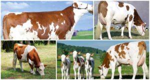 Beschrijving en kenmerken van Montbeliard-koeien, hun inhoud