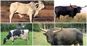 Descripción de 8 variedades de vacas salvajes donde viven en estado salvaje.