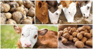 Ist es möglich oder nicht, einer Kuh rohe Kartoffeln zu geben, welche Vor- und Nachteile sie hat und wie sie füttert?