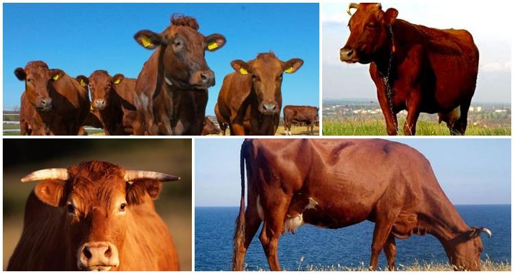1. Le mucche non producono molta carne.