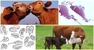 اسباب واعراض داء المشعرات في الماشية وعلاجه وهل يعتبر خطرا على الانسان