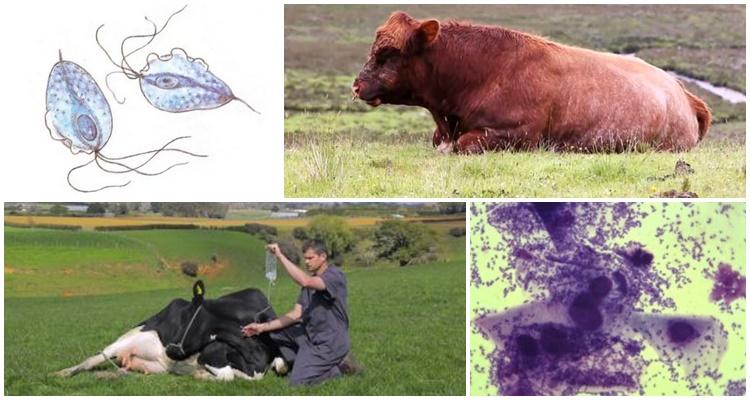 trichomoniáza u hovädzieho dobytka