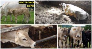 Description et caractéristiques de la race de vaches Kostroma, conditions de détention