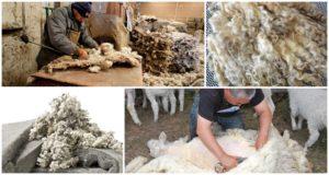 Vad kan göras av fårull, typer och klassificering av fibrer
