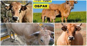 Descripción y características de las vacas obrak, reglas para su mantenimiento.