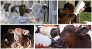 Durata del periodo del latte durante l'allevamento di vitelli e dieta