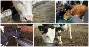 Hur mycket vatten som en ko normalt dricker per dag och vätskans roll är det möjligt att kalla