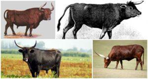 Description and habitat of the primitive bulls of the rounds, attempts to recreate the species