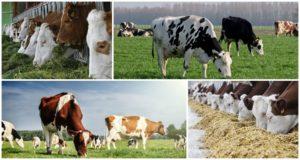 Ταυτοποίηση των αγελάδων ζωοτροφών και προετοιμασία του δελτίου, καταγραφή της κατανάλωσης ζωοτροφών