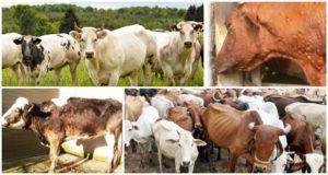 Symptome und Wege der Übertragung von Brucellose bei Rindern, Behandlungsschema und Prävention