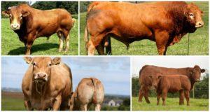 Description and characteristics of limousine cows, features of the content