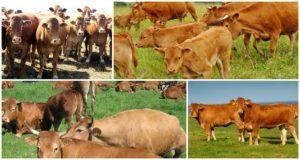 Rules for grazing cows and where they are allowed when they are put out to graze