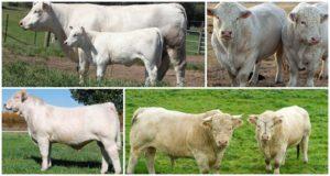 Description and characteristics of Charolais cattle, features of the content