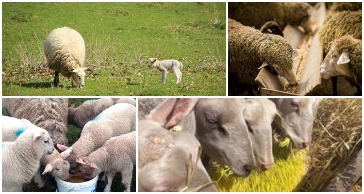 karmienie owiec
