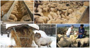 Ką avys ir avinai valgo namuose, dietos ir šėrimo normas