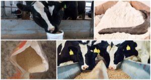 Typer og sammensætning af pelleteret foder til kalve, hvornår det skal gives