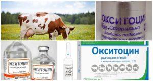 Gebrauchsanweisung für Kühe Oxytocin, Dosierungen für Tiere und Analoga