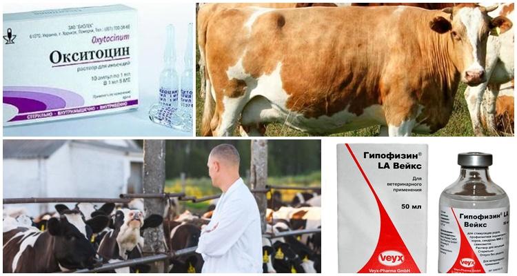 Instruccions d’ús per a vaques Oxytocin, dosis per a animals i anàlegs
