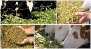 Szarvasmarha-takarmány típusai és táplálkozási értéke, étrend-összetétel