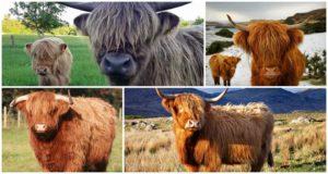 Descripción de la raza de vacas escocesas, sus características y cuidados de las Highlands.