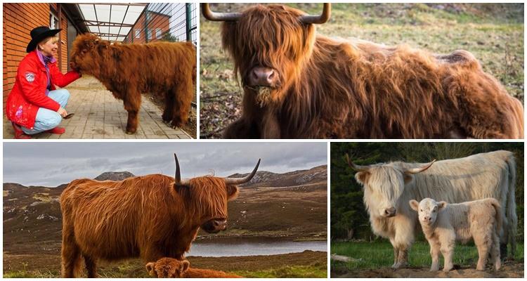 škotska krava