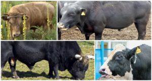 Hranjenje i držanje bikova za osemenjavanje, upotreba i divovi