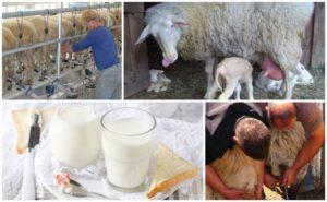 Hvor meget mælk giver får om dagen og dets fordele og skader, som racerne ikke kan malkes