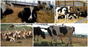 The essence of the loose cow method, advantages and disadvantages
