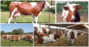 Descrizione e caratteristiche delle mucche rosse e bianche, loro contenuto