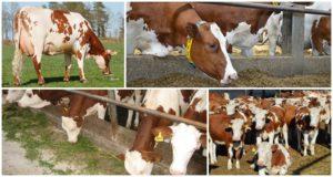 Bestimmung der Trockenzeit und wie lange es für Kühe dauert, Vorbereitung