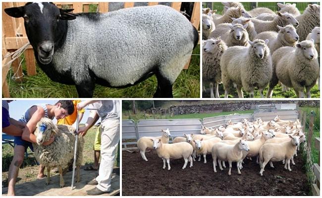 phân loại cừu