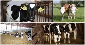 The technology of growing replacement young cattle and keeping rules