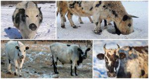 Opis a charakteristika plemena kráv Yakut, pravidlá ich udržiavania