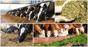 Die Vorteile der Silage für Kühe und wie man sie direkt zu Hause macht, Lagerung