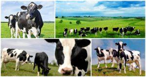Descripción y características de las vacas en blanco y negro, reglas de mantenimiento.