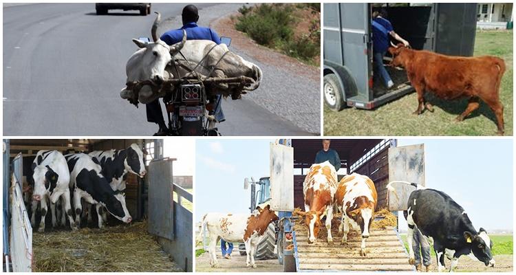 transporte de vacas