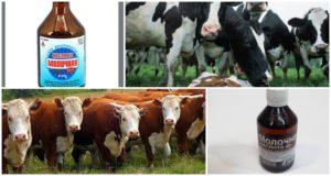 Instructions for the use of lactic acid for cattle, dosage and storage