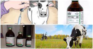 Instructions for use of Nitox 200 for cattle, dosage and contraindications