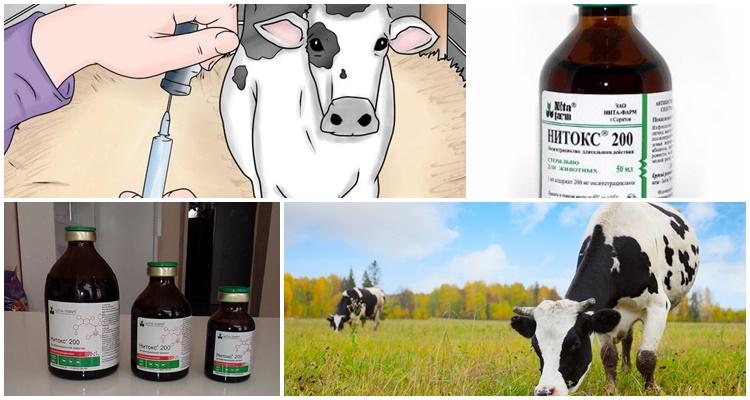 Instrucciones de uso de Nitox 200 para bovinos, dosis y contraindicaciones