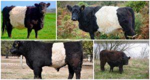 Beschrijving en kenmerken van Galloway-koeien, regels voor het houden