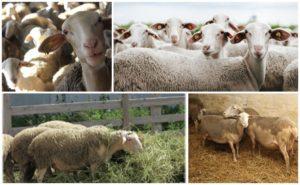 Description and characteristics of lacon sheep, requirements for their maintenance