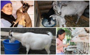 Waarom is het beter om de geit na het lammeren te voeren om de melk te verhogen en een dieet op te stellen