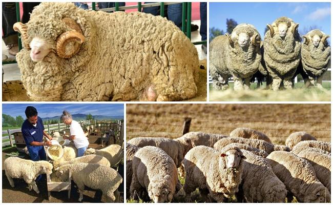 cria d’ovelles a Austràlia