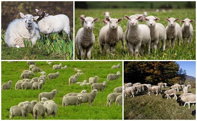 chov ovcí v Austrálii
